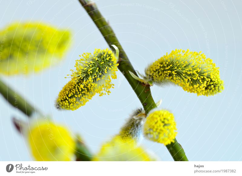Willow blossom in spring Easter Plant Spring Tree Bushes Blossom Jewellery New Blue Yellow willow blossom Goat willow Spring flowering plant Willow tree