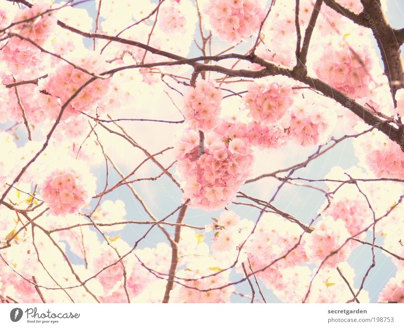 photo through pink glasses. Cherry Blossom Festival Environment Plant Sky Spring Exotic Cherry blossom Garden Park Blossoming Fragrance Glittering Illuminate
