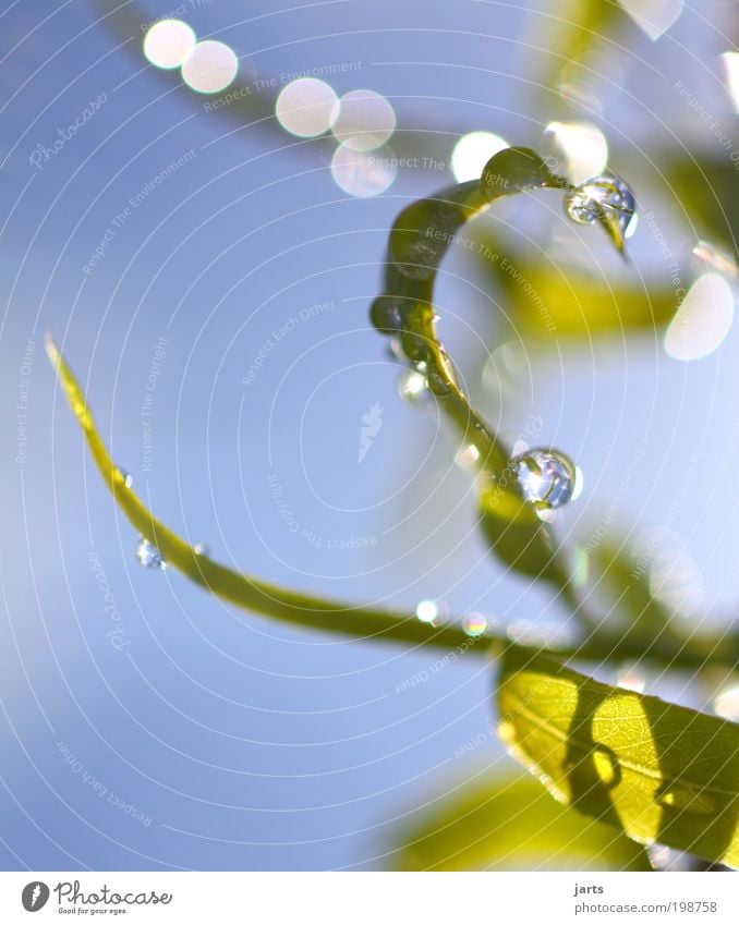 Beautiful day... Water Drops of water Sky Sunlight Spring Summer Beautiful weather Leaf Park Fresh Glittering Wet Green Contentment Spring fever Nature jarts