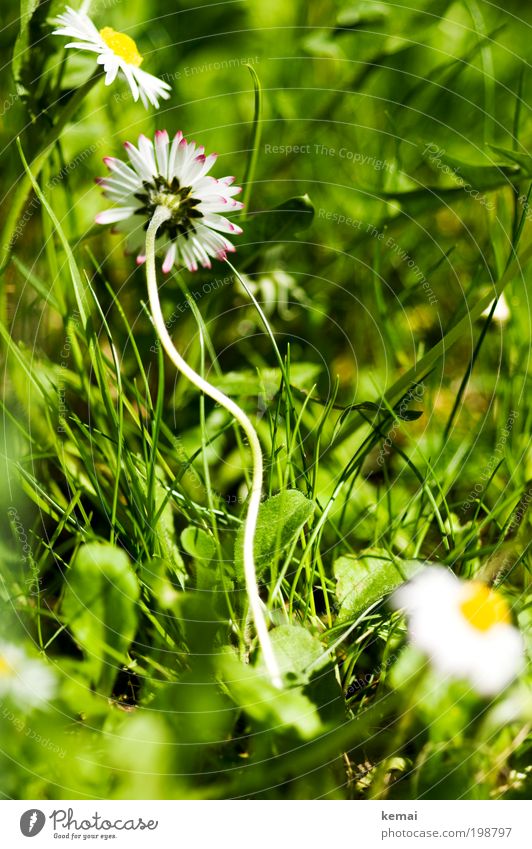 adhesion Environment Nature Plant Earth Sun Spring Summer Beautiful weather Warmth Flower Grass Blossom Foliage plant Daisy Daisy Family Blossom leave Stalk