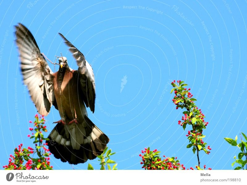spot landing Environment Nature Animal Air Cloudless sky Spring Bird Pigeon wood pigeon 1 Sign Dove of peace Movement Flying Positive Multicoloured Moody