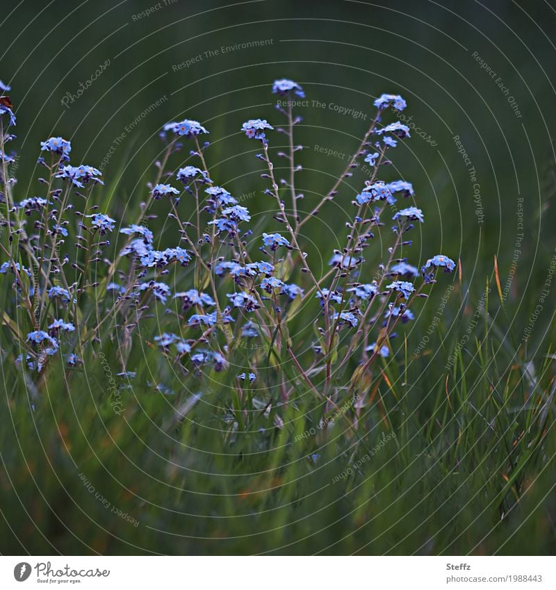 what belongs together Forget-me-not Myosotis spring flowers delicate blossoms spring awakening April blue blossoms heyday small blooms blooming spring flowers