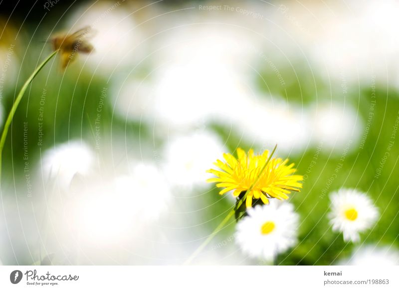 White spots Environment Nature Plant Spring Summer Beautiful weather Warmth Grass Blossom Foliage plant Wild plant Daisy Daisy Family Dandelion Garden Meadow
