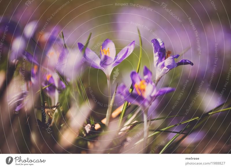 Crocuses in the sunbath Nature Earth Sun Spring Beautiful weather Plant Flower Grass Blossom Wild plant Flowering plant irises Spring flowering plant Meadow