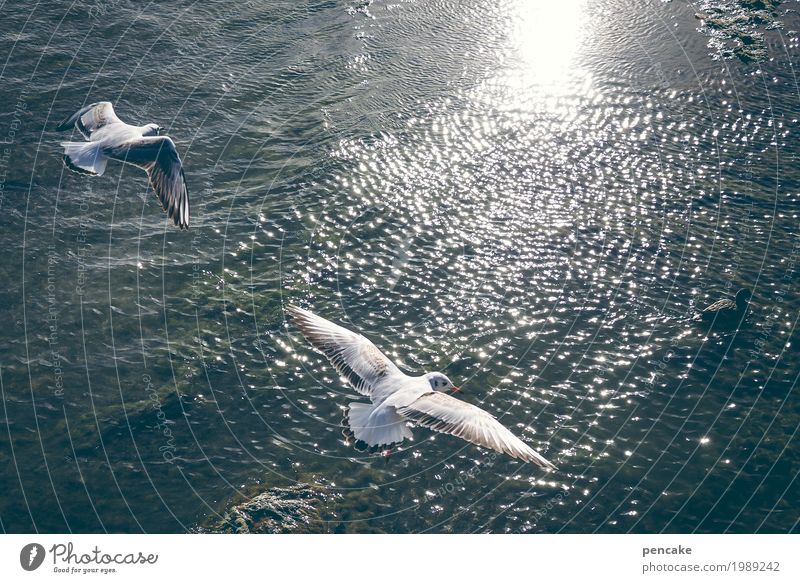 updraft Nature Landscape Elements Water Beautiful weather Lake Bird 2 Animal Joy Happy Happiness Enthusiasm Free Seagull Gull birds Waves Lake Constance