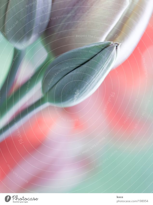 pastel Plant Spring Flower Tulip Blossom Garden Blossoming Growth Esthetic Point Green Pink Spring fever Beautiful Colour Optimism Subdued colour Close-up