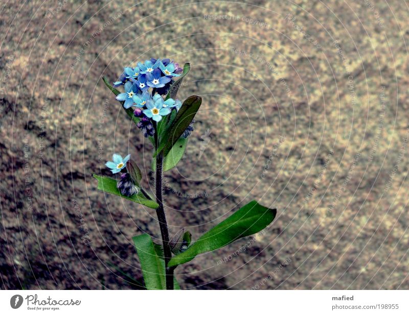 Don't you forget about me Garden Nature Plant Flower Leaf Blossom Stone Growth Blue Brown Yellow Gray Green White Loyalty Forget-me-not Colour photo