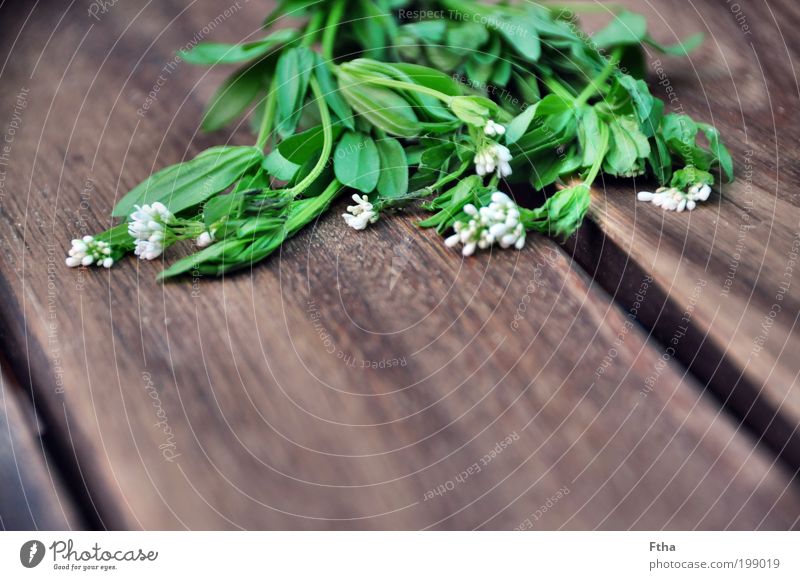 Woodruff Food Herbs and spices Aromatic Green Foliage plant Blossom Medicinal plant ethereal Multicoloured Deserted Copy Space bottom Neutral Background