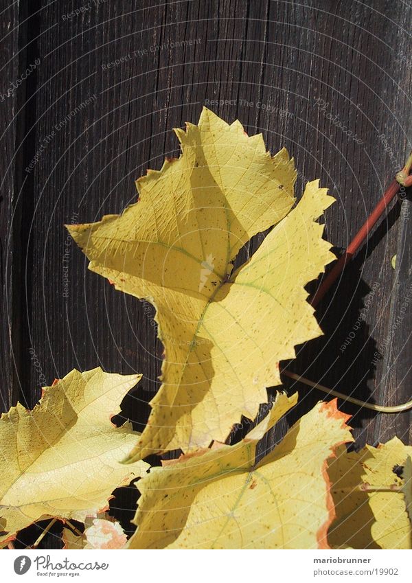 yellow_wine Vine leaf Leaf Wood Yellow Autumn Autumnal