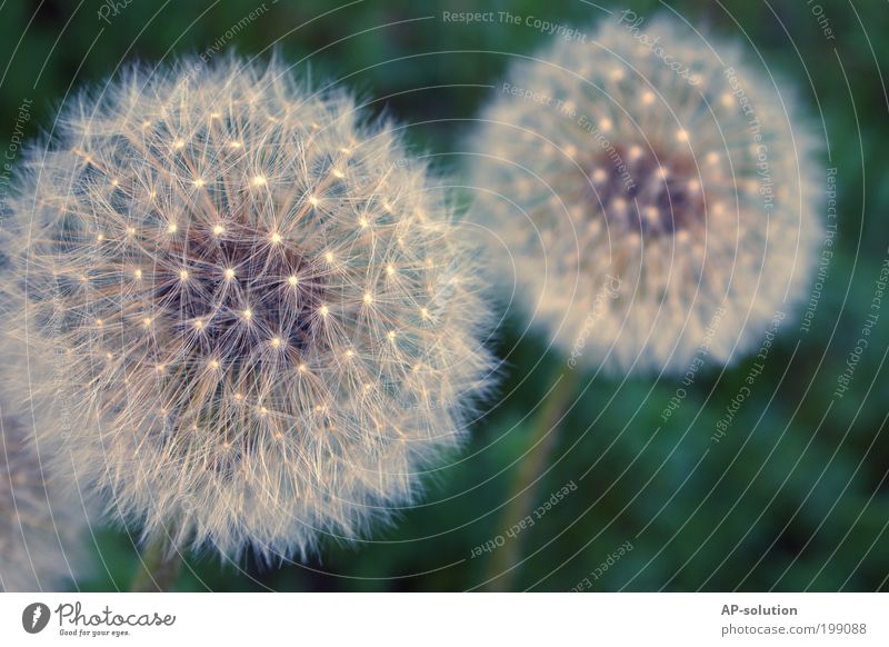 dandelion Nature Plant Spring Flower Blossom Dandelion Meadow Esthetic Thin Elegant Free Infinity Beautiful Uniqueness Natural Positive Blue Violet White