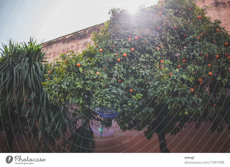 Morocco Environment Nature Summer Beautiful weather Plant Tree Natural Green Orange tree Colour photo Multicoloured Exterior shot Deserted Day Sunlight Sunbeam