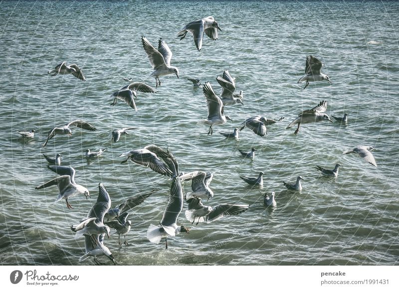 hidden object Nature Landscape Elements Water Beautiful weather Waves Lake Wild animal Bird Flock Flying Swimming & Bathing Gull birds Seagull To swarm Many