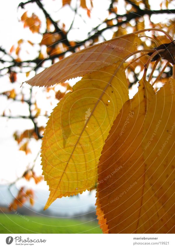 autumn_01 Leaf Yellow Autumn Limp Cherry tree Autumnal To fall