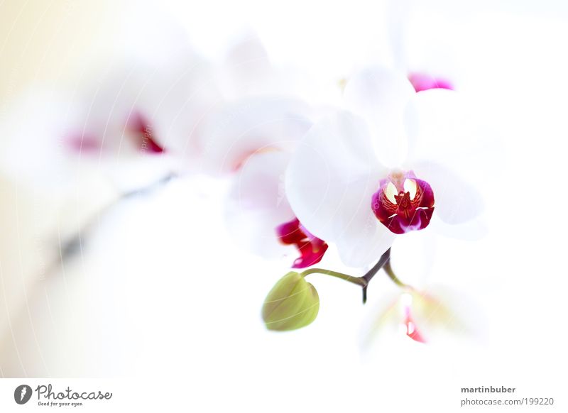 Orchid Phalaenopsis Hybrid Plant Flower Blossom Pot plant Blossoming Fresh Beautiful Soft Violet White Purity Esthetic Elegant Ease lensbaby Background picture