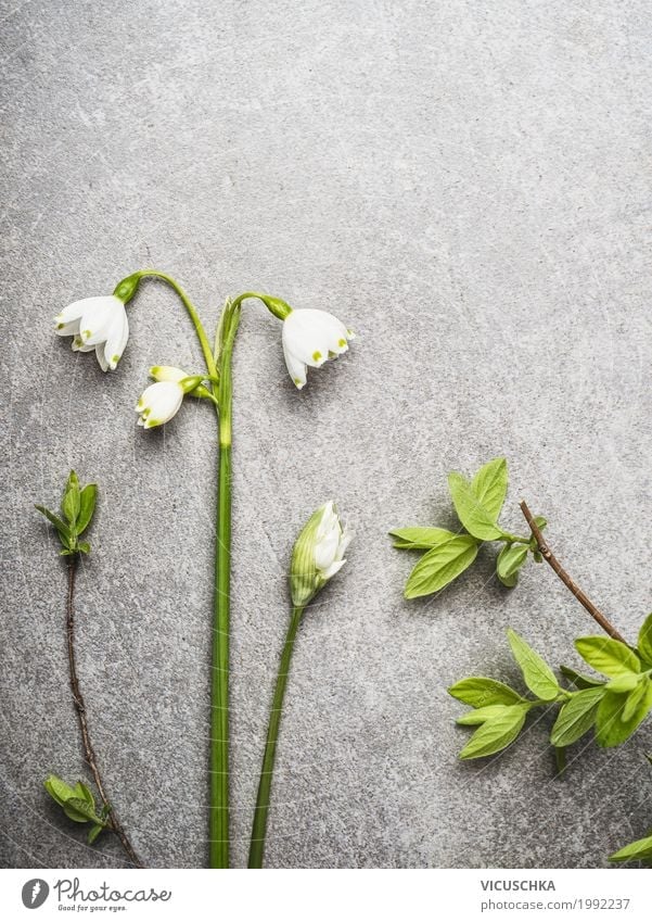 Beautiful lily of the valley Design Life Garden Nature Plant Spring Flower Leaf Blossom Blossoming Style Lily of the valley Colour photo Studio shot Close-up