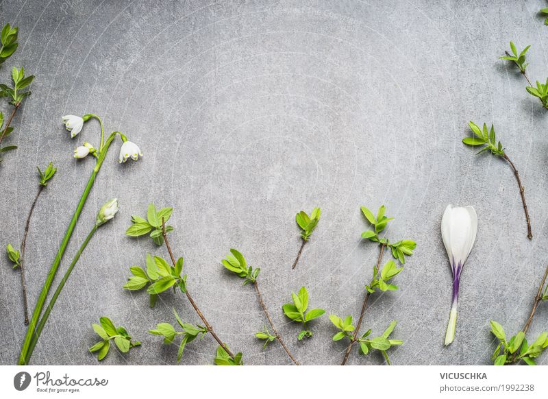 Spring flowers and branches background Style Design Nature Plant Flower Leaf Blossom Decoration Bouquet Pure Background picture Spring colours Spring crocus