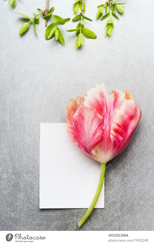 Empty white card with tulip Lifestyle Style Summer Feasts & Celebrations Valentine's Day Mother's Day Birthday Nature Plant Spring Tulip Leaf Blossom