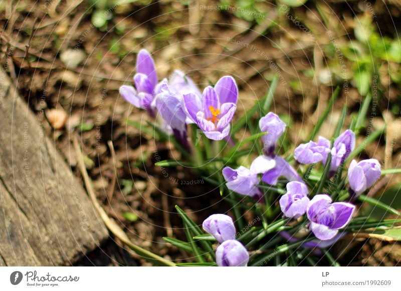 spring flowers in the sun Environment Nature Plant Elements Spring Flower Beautiful Lila Krokusse (Crocus) Design Illustration Background picture Image Card