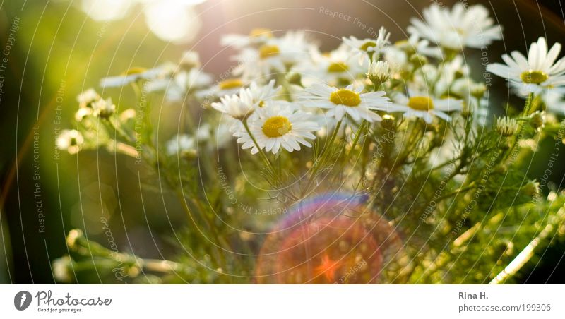 Summer Reflections Nature Plant Sun Flower Chamomile Blossoming Authentic Beautiful Natural Yellow Green White Moody Happy Contentment Joie de vivre (Vitality)