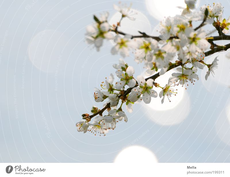 Japanese Dreams Environment Nature Plant Spring Tree Blossom Branch Cherry tree Cherry blossom Blossoming Glittering Growth Fresh Bright Natural Blue Moody