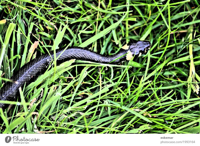 Grass Snake - Natrix Natrix Stock Image - Image of nature, defense