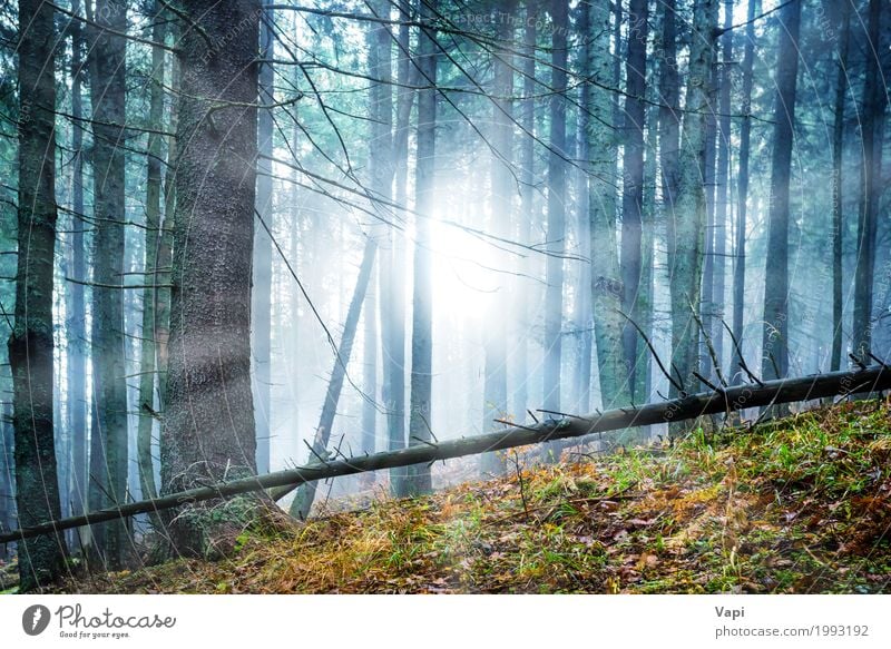 Mysterious Fog In The Green Forest A Royalty Free Stock Photo From Photocase