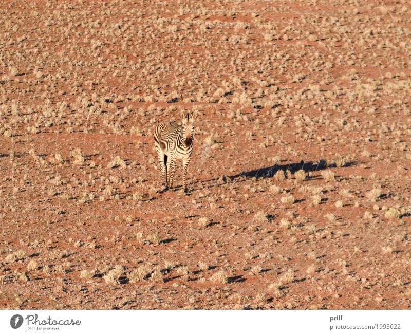 zebra in Namibia Safari Landscape Animal Sand Grass Desert Wild animal Horse Dry Zebra Savannah Africa sunny Lighting Habitat Striped Camouflage Dried parched