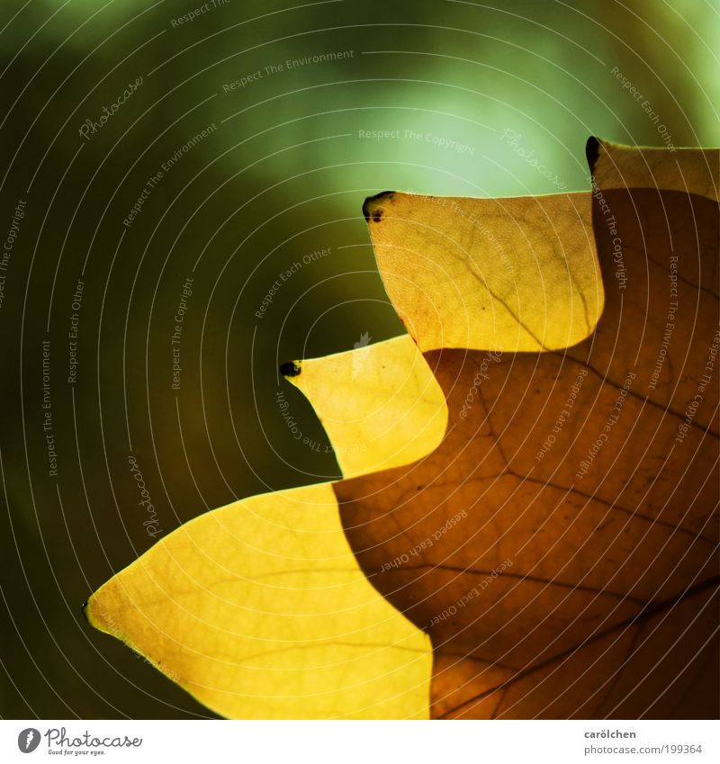 structure sheet Nature Sunlight Autumn Beautiful weather Leaf Park Thin Yellow Green Superimposed transparent Translucent Autumn leaves Autumnal colours car oil