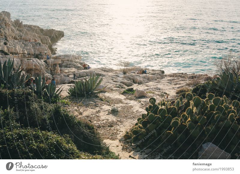 Madrague de Montredon Lifestyle Nature Landscape Beautiful weather Rock Waves Coast Bright Cactus Mediterranean sea Lighting Dry Ocean Thorny Rough Illuminate