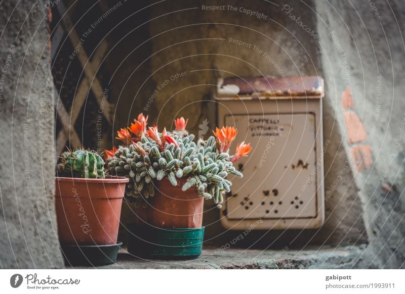 urban gardening Nature Town Old town Facade Window Fragrance Trashy Flower Flowerpot Cactus Mailbox Balcony plant Italy Black & white photo Subdued colour