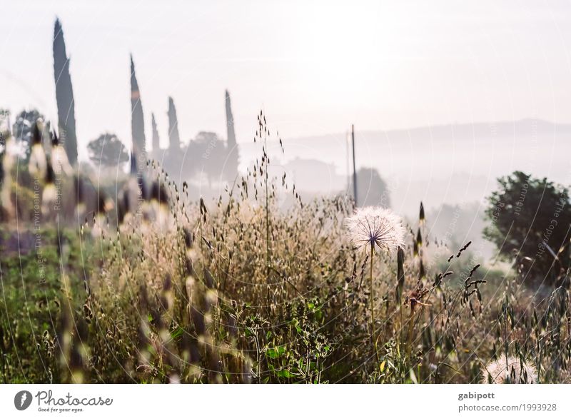 Tuscany Contentment Senses Relaxation Calm Fragrance Vacation & Travel Tourism Adventure Far-off places Environment Nature Landscape Plant Sky Sun Summer