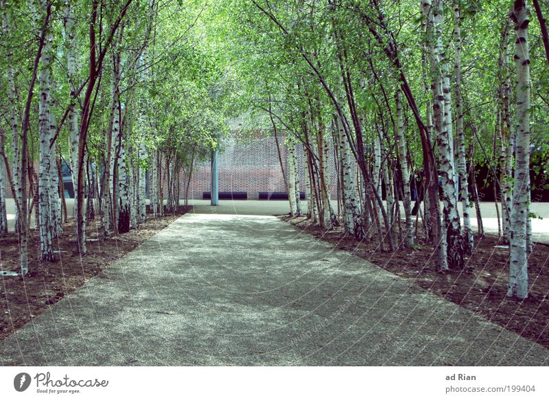 Urban Jungle II Environment Nature Tree Foliage plant Birch tree Birch wood Birch avenue Park Town Deserted Places Facade Street Lanes & trails Fragrance