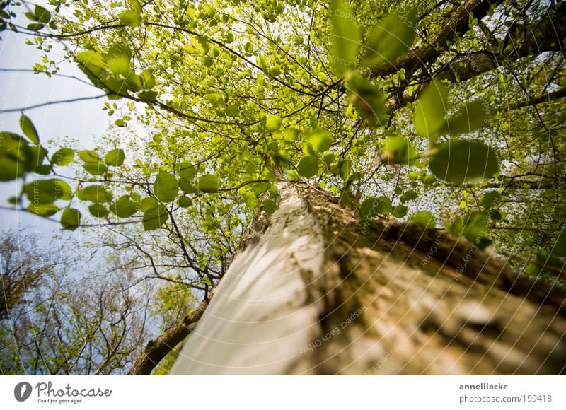 take a deep breath Trip Environment Nature Air Spring Summer Beautiful weather Plant Tree Leaf Wild plant Tree trunk Branch Leaf canopy Treetop Park Forest