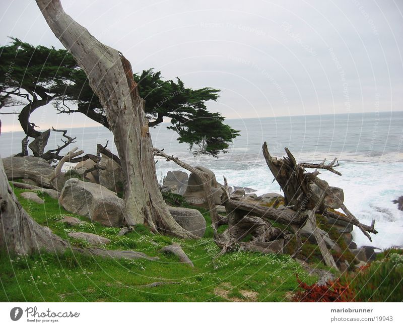 17_miles_drive Tree Ocean Pacific Ocean Grass Green Cypress California Highway One Coast Death Mystic Root Rock Stone 17 Miles Drive Old