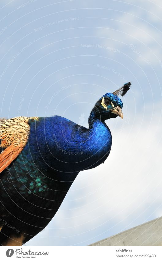 What are you looking at? Nature Animal Bird 1 Looking Beautiful Astute Curiosity Blue Brown Peacock Peacock feather Neck Feather Glimmer Illuminate Beak Sky