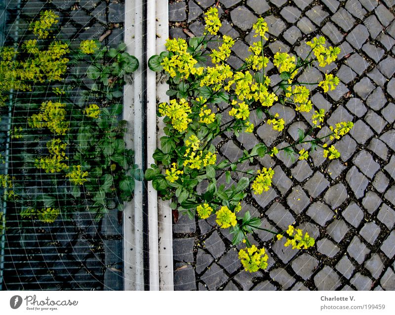 Weed mirror egg Plant Window Stone Glass Simple Yellow Gray Endurance Life Revolt Survive Paving stone Colour photo Exterior shot Reflection Bird's-eye view