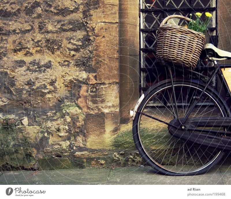 flower macro Style Basket Flower Deserted House (Residential Structure) Wall (barrier) Wall (building) Bicycle Old Retro Unwavering Colour Colour photo