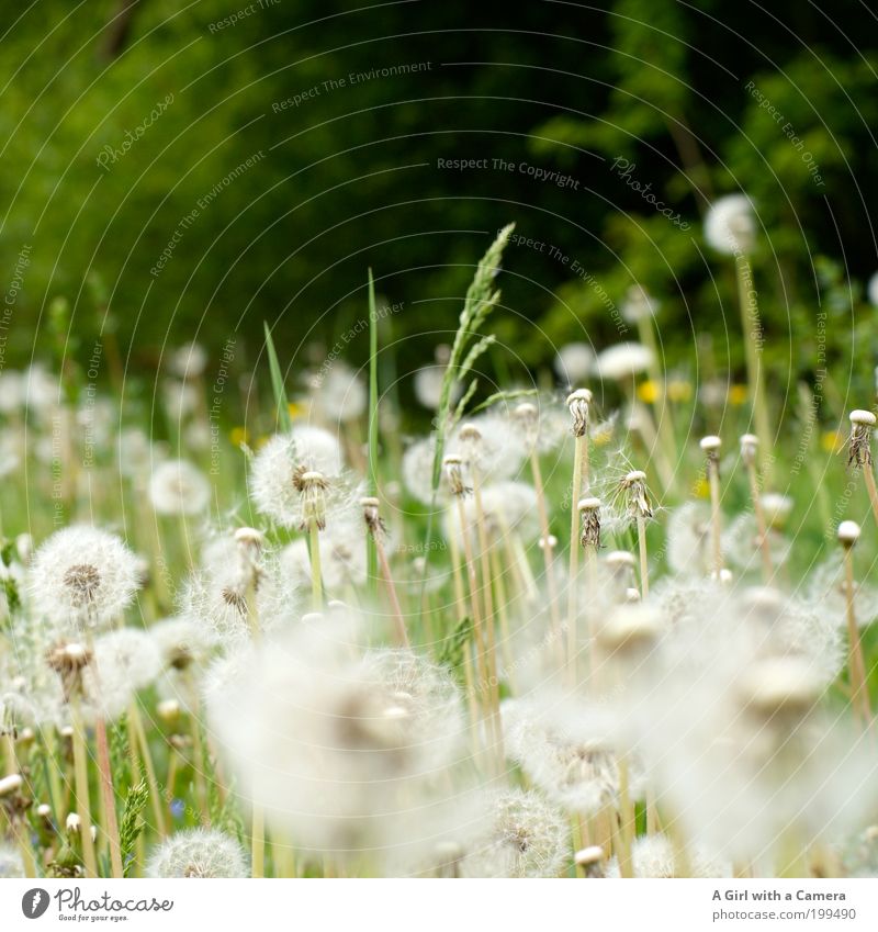 Many wishes free .... Environment Nature Landscape Plant Spring Flower Grass Dandelion Meadow Fresh Beautiful Natural Green White Propagation Dandelion field