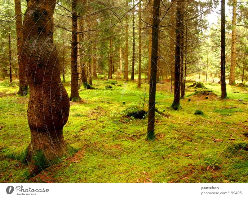 Moss-covered forest. Rest, rest. Environment and nature Nature Landscape Earth spring tree Wild plant Forest great Brown green Calm Moody Loneliness Empty