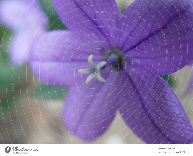 Purple Flower Blossom Violet Nature Detail Macro (Extreme close-up)