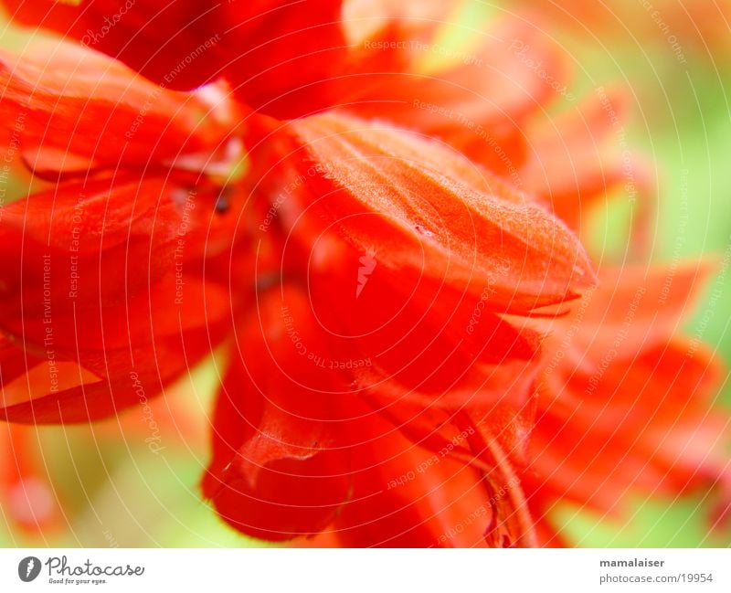 Red flowers Flower Blossom Nature Detail Macro (Extreme close-up)