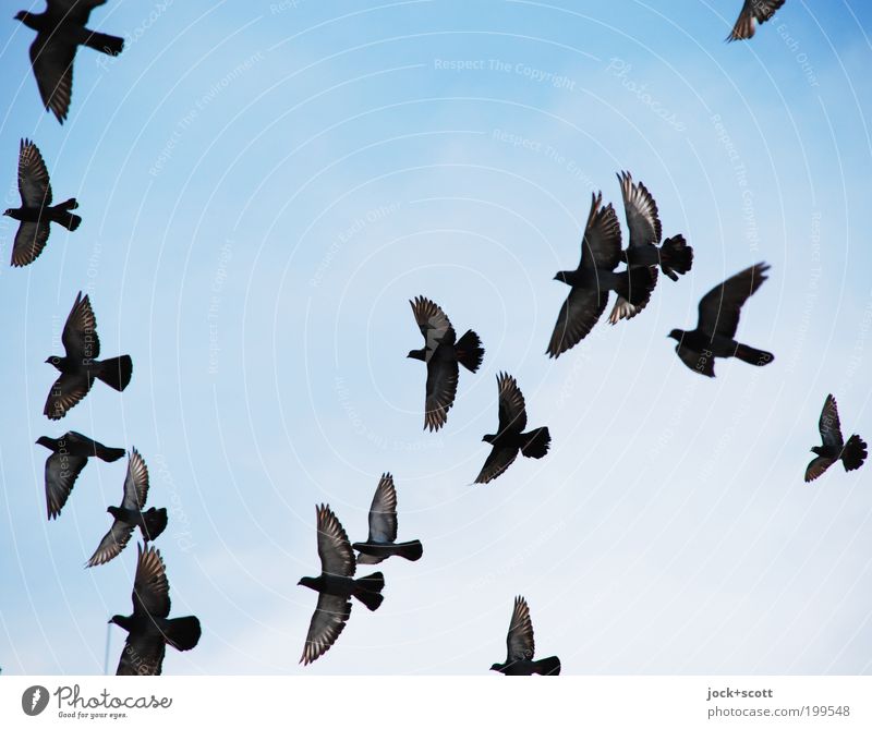 a crowd Cloudless sky Kenya Pigeon Flock Flying Agreed Life Ease Side by side Formation Floating Single-minded Formation flying Flight of the birds Direction