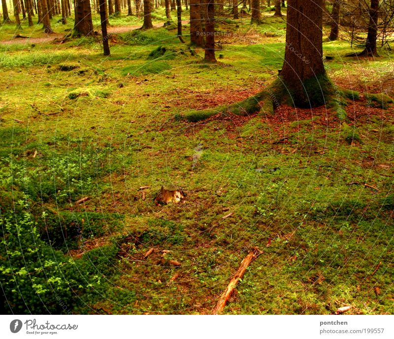 Moss-covered forest. Beautiful light. Forest floor. Nature, environmental protection. Trip Environment spring Plant tree Grass Wild Soft Brown green Force wood