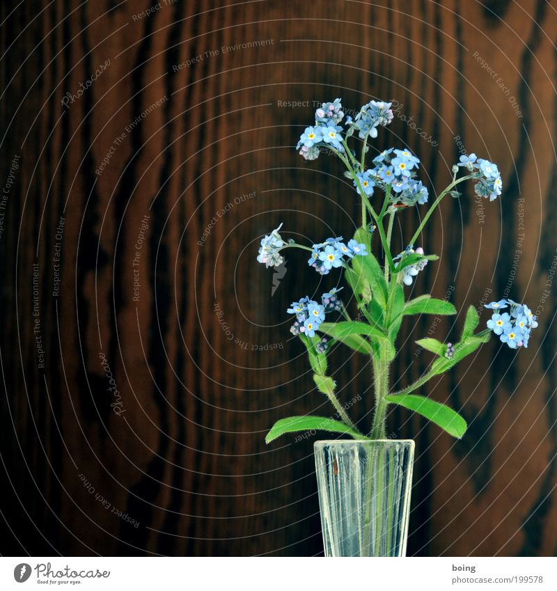 FORGET-ME-NOT Living or residing Flower Forget-me-not Interior shot Copy Space left Flower vase Blue Wooden wall