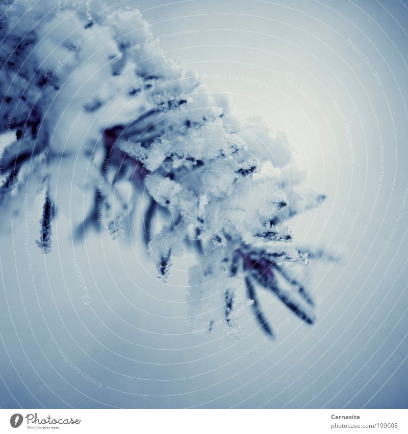 Frostbitten Nature Plant Winter Tree Blue White Emotions Moody european spruce Spruce Shoot Simple Sweden Europe Snow Cold Dark Ice needles Sharp Colour photo