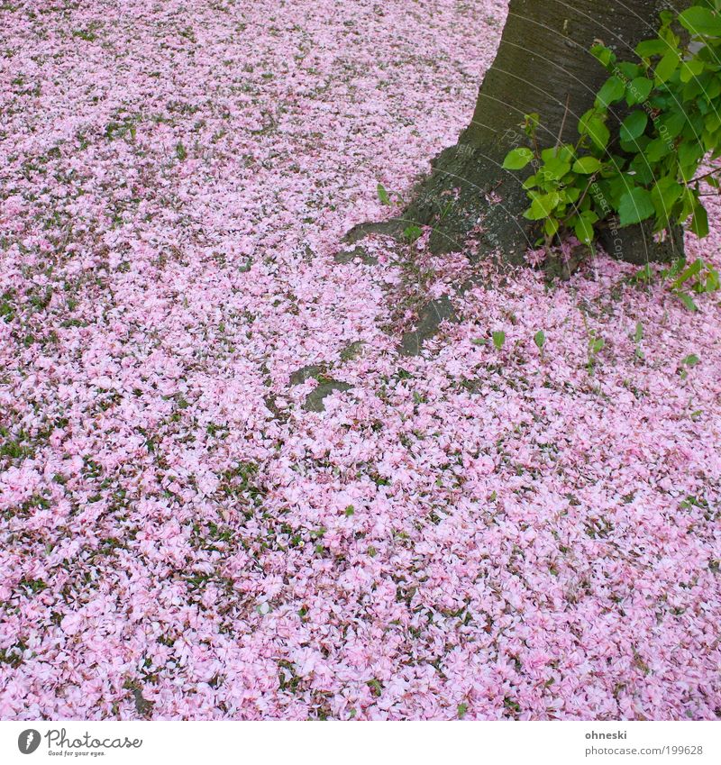 cherry Environment Nature Plant Leaf Blossom Agricultural crop Pink Tree Cherry blossom Exterior shot Pattern Structures and shapes Day Blossom leave Carpet