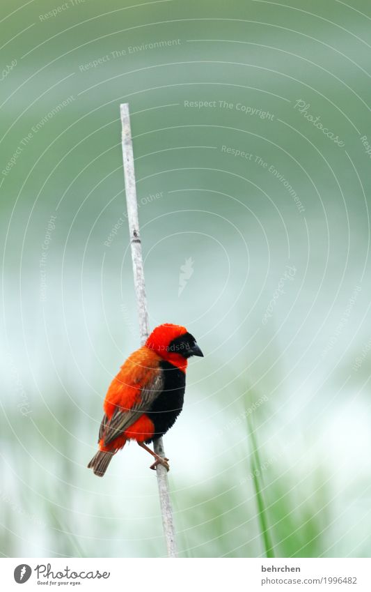 RISK. If you don't hold on tight, you can fall off. Vacation & Travel Tourism Trip Adventure Far-off places Freedom Safari Nature Plant Animal Grass Leaf