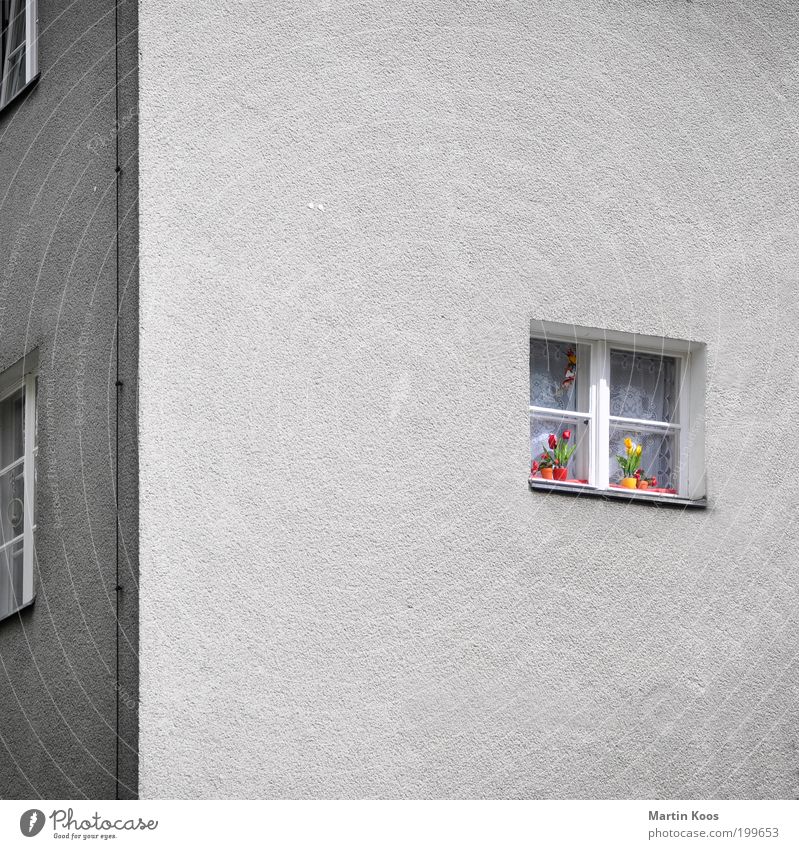 colour Living or residing House (Residential Structure) Blossoming Old Gray Gloomy Facade Window Flower Tulip Flowerpot Decoration Multicoloured Patch of colour