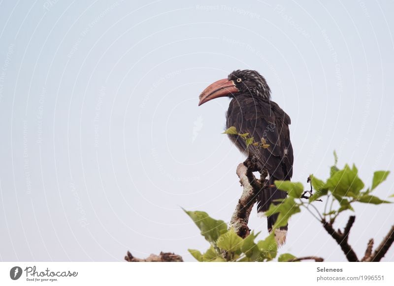 At the top Vacation & Travel Trip Adventure Far-off places Freedom Environment Nature Tree Animal Wild animal Bird Animal face Wing Beak Hornbills 1 Natural