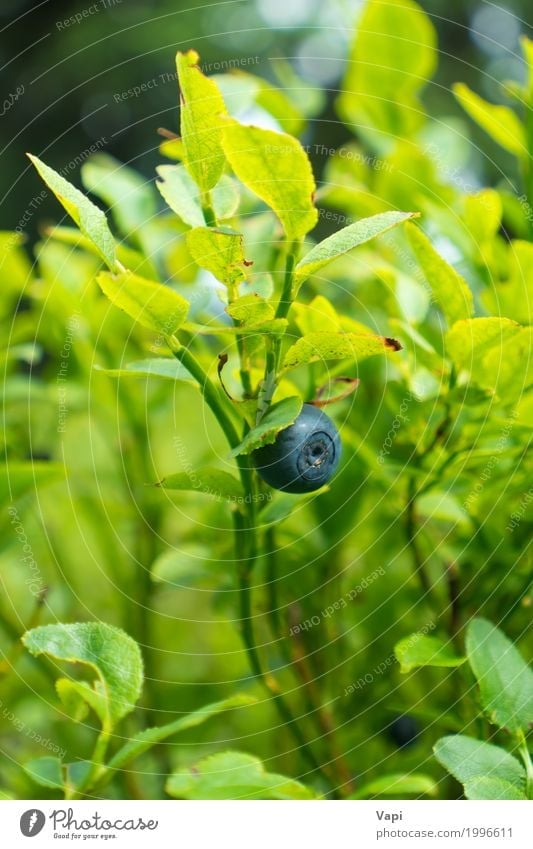 Wild blueberry in forest on the bush Fruit Nutrition Vegetarian diet Summer Nature Plant Spring Bushes Leaf Foliage plant Wild plant Garden Meadow Forest Fresh